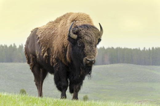 The Birth of American National Parks A Journey Through Time