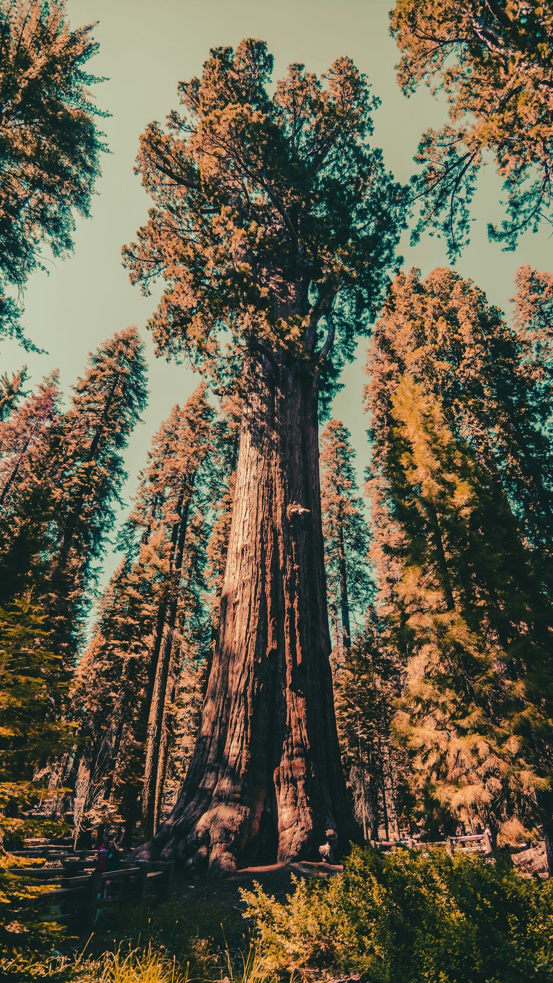 Celebrate Sequoia’s Majestic Beauty with a Park Poster Gift