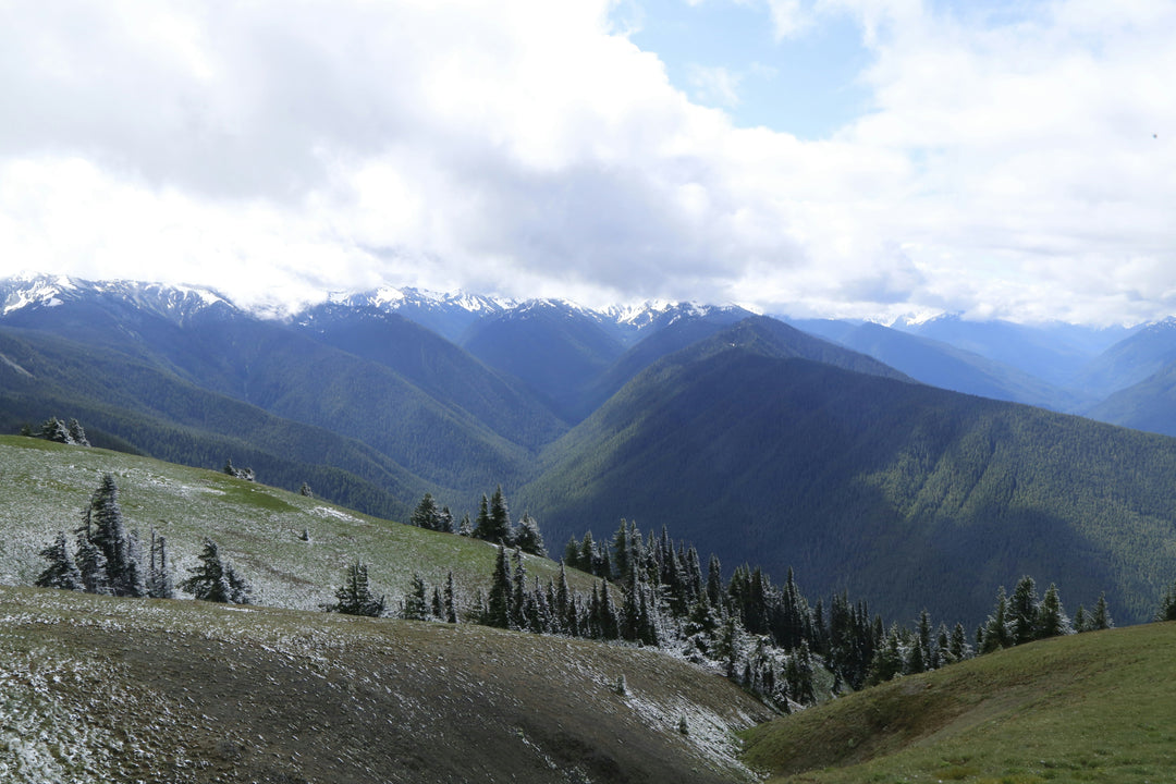 The Allure of Olympic National Park: Where Rainforests Meet the Pacific