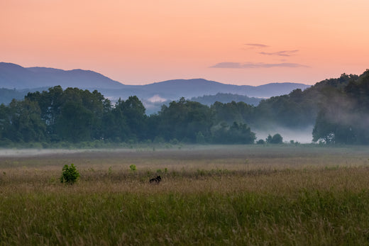 Discovering Cherokee Roots in the Great Smoky Mountains