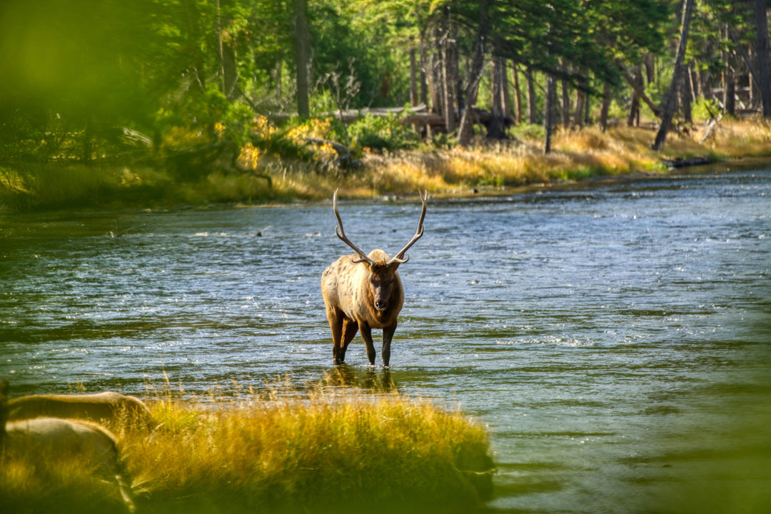 East Coast vs. West Coast National Parks: Which Should You Visit First?