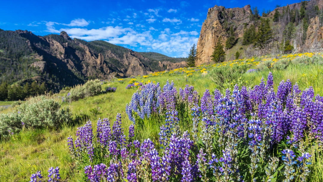 How to Avoid Crowds at Popular National Parks: Smart Travel Tips