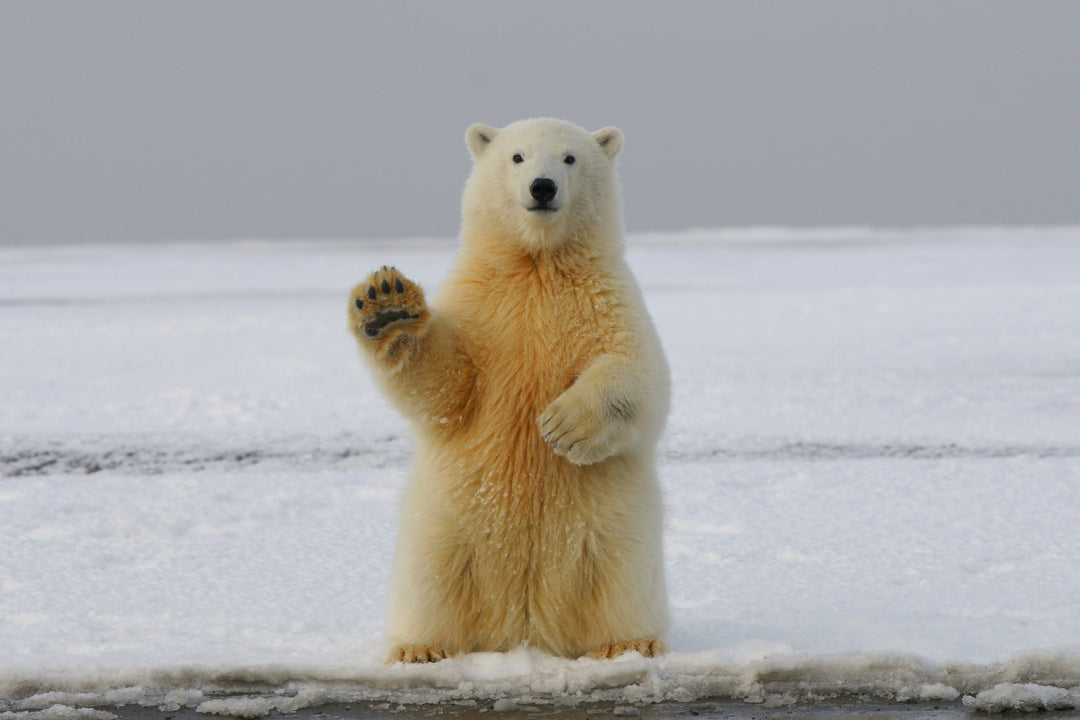 How to Stay Safe from Wildlife Encounters in National Parks