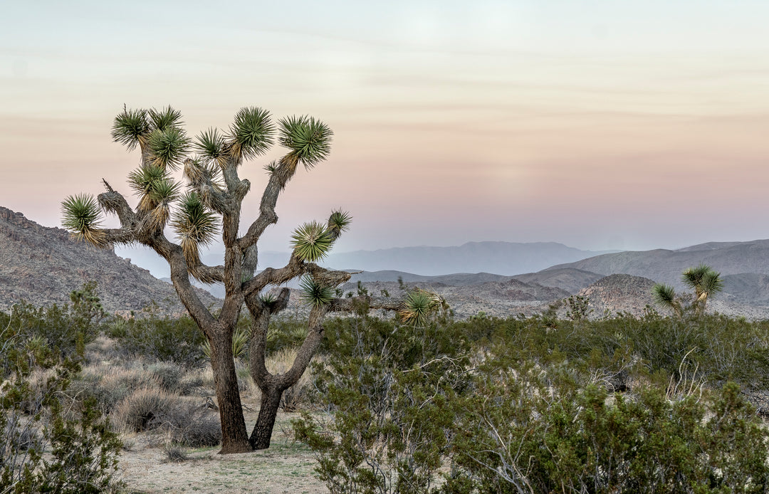 Joshua Tree National Park: A Journey Through History and Nature's Wonders