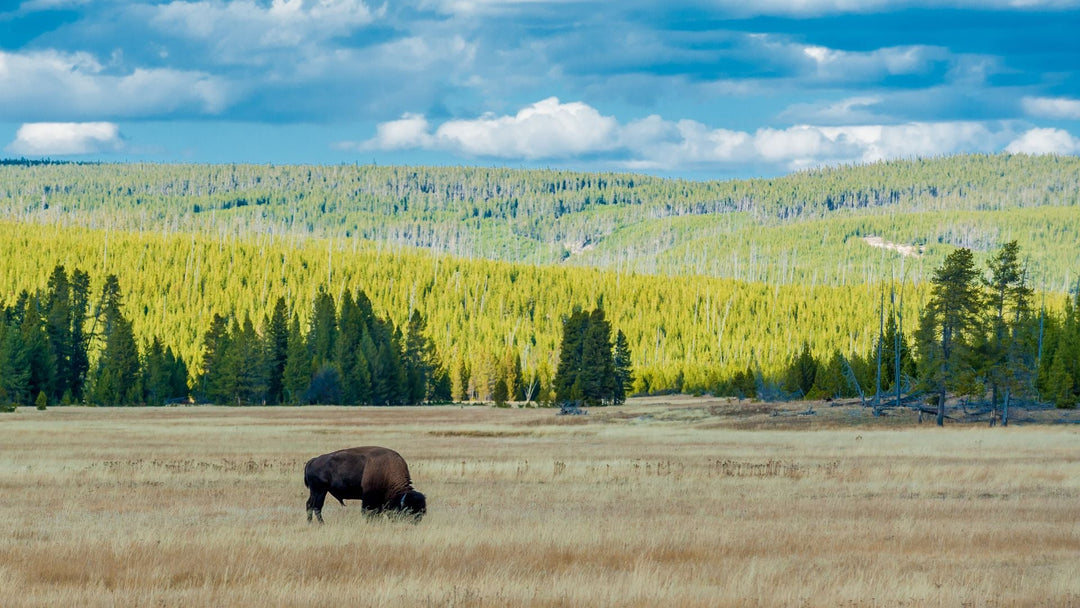 National Parks with the Best Scenic Drives: Routes You Need to Experience