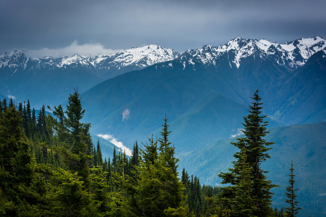 Discover the Enchantment of Olympic National Park