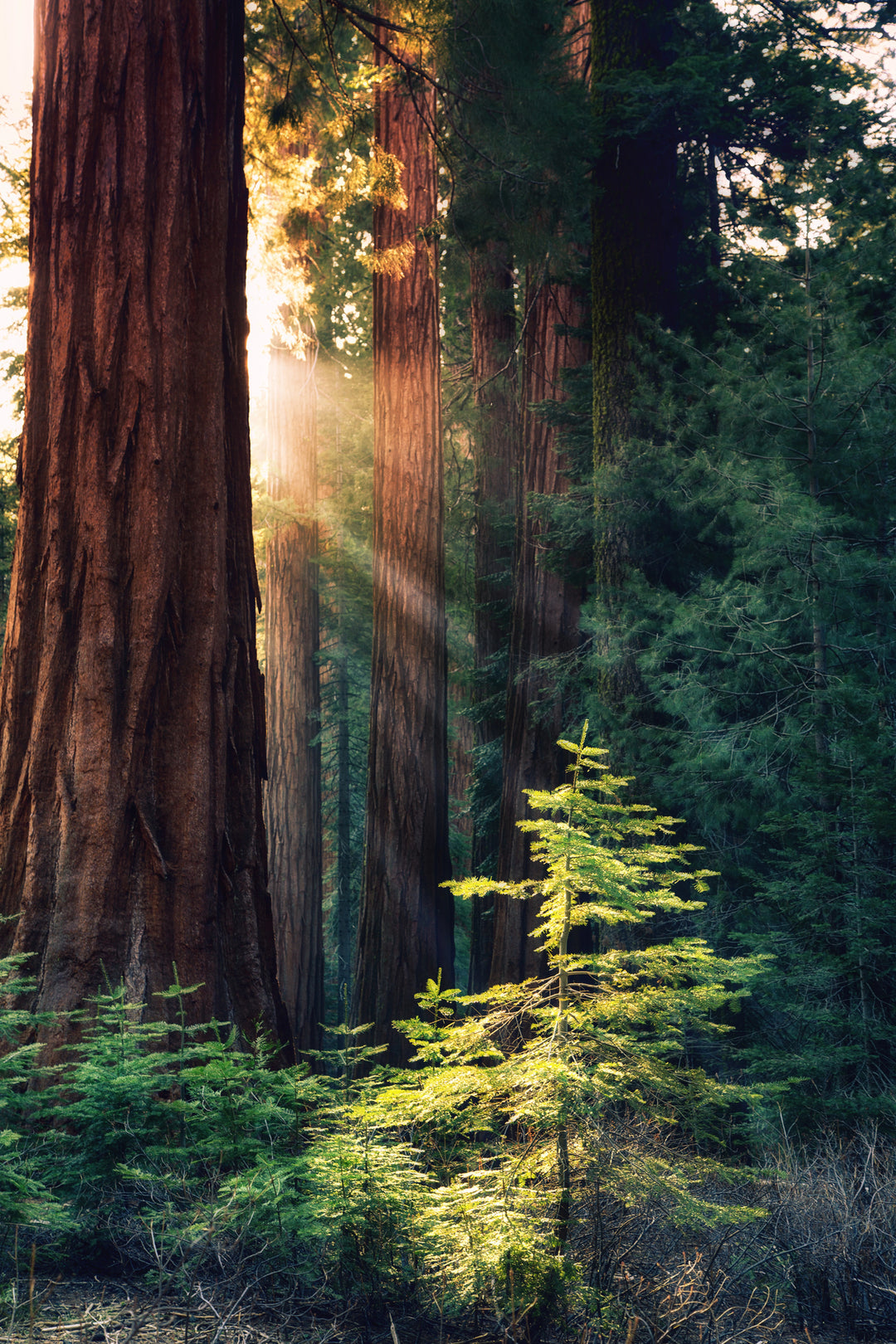 Immersed in Nature and Heritage at Redwood National Park