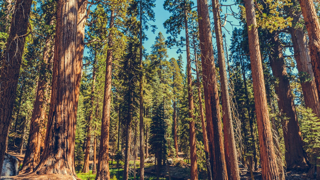 Top Pet-Friendly National Parks in the U.S. for Adventurous Travelers