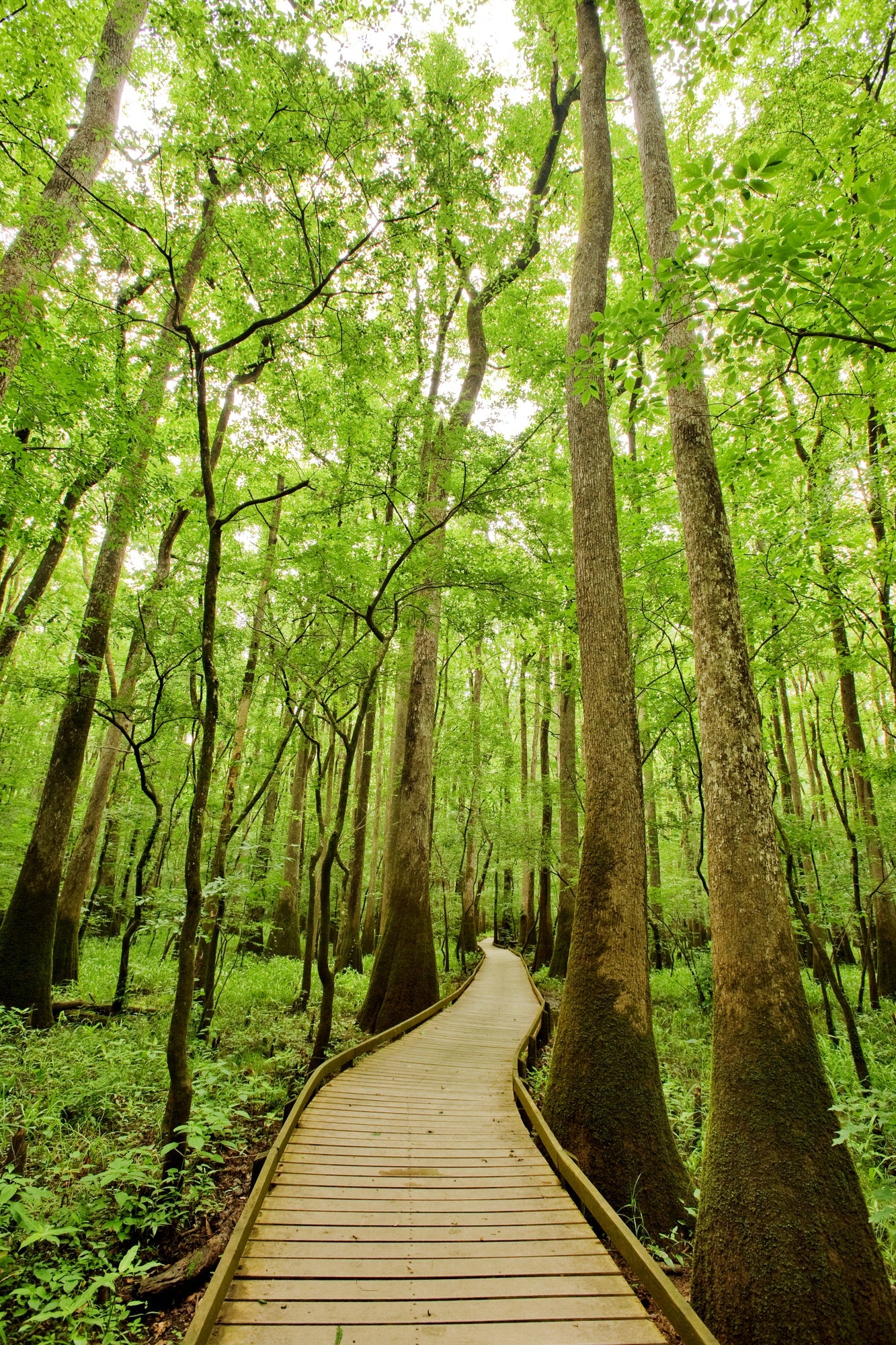 Congaree National Park Posters