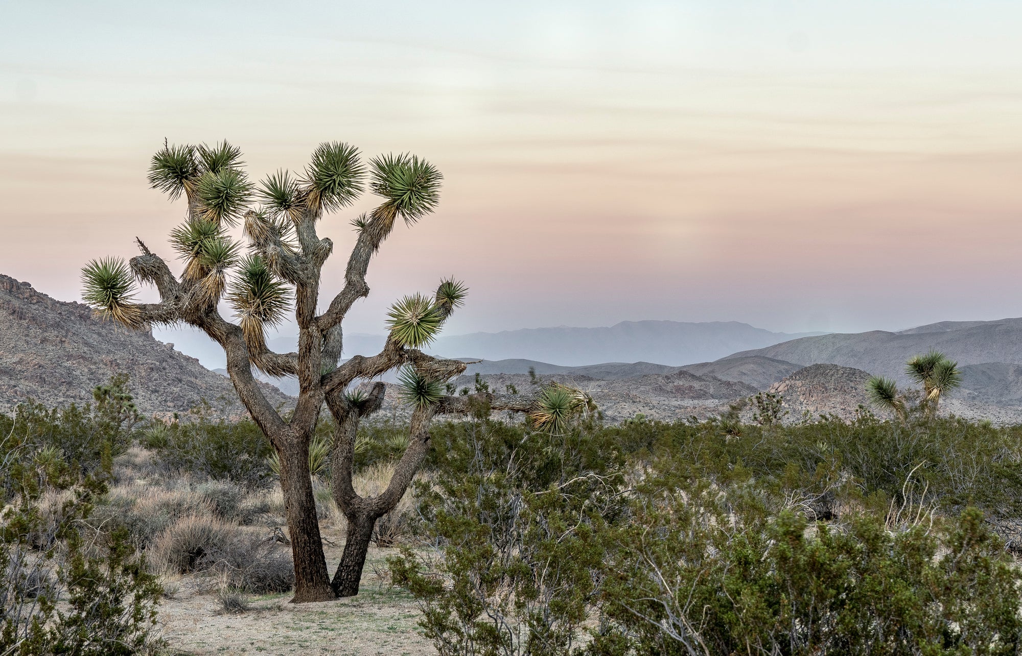 Joshua Tree National Park Posters