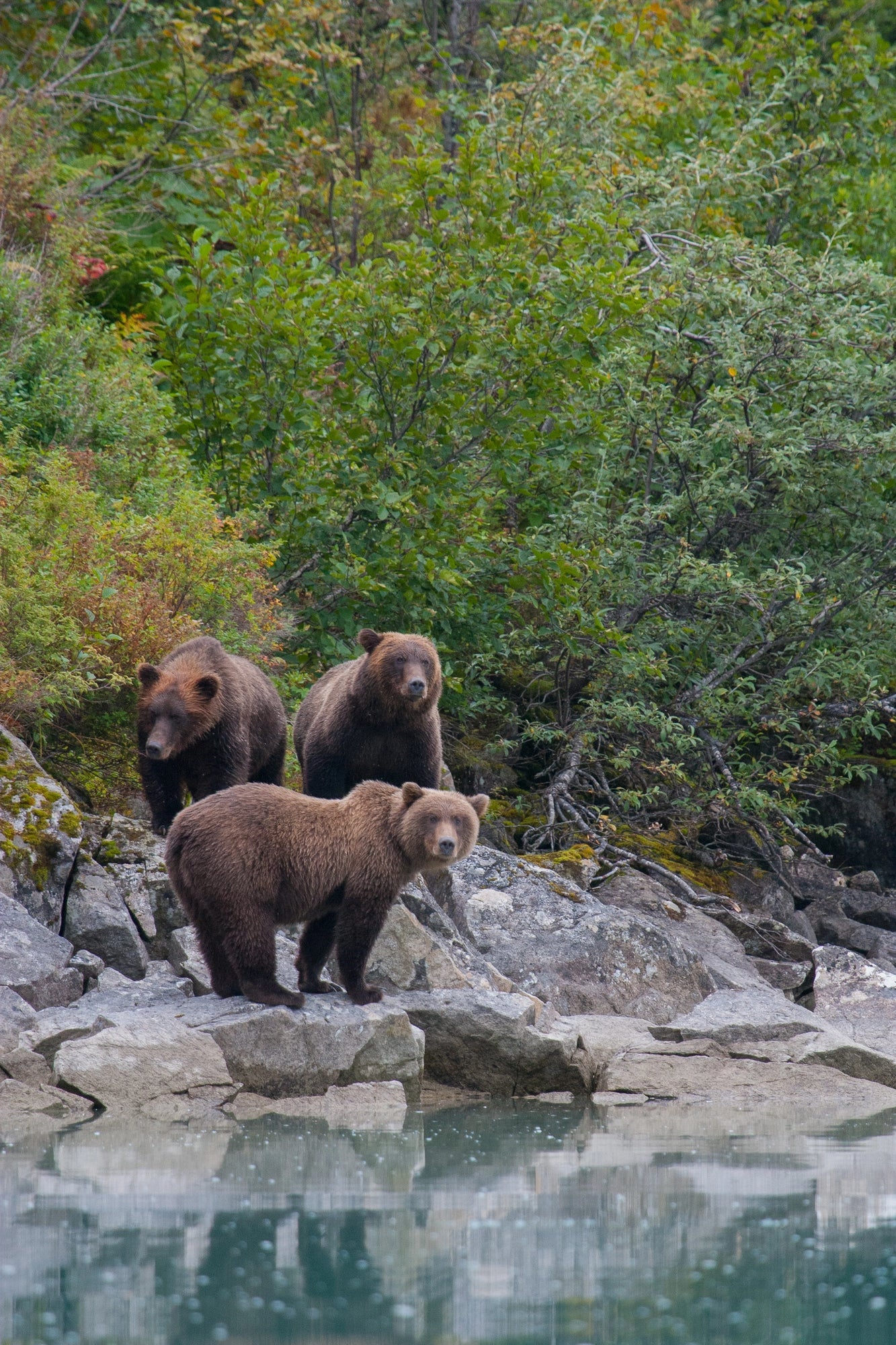 Katmai National Park Posters