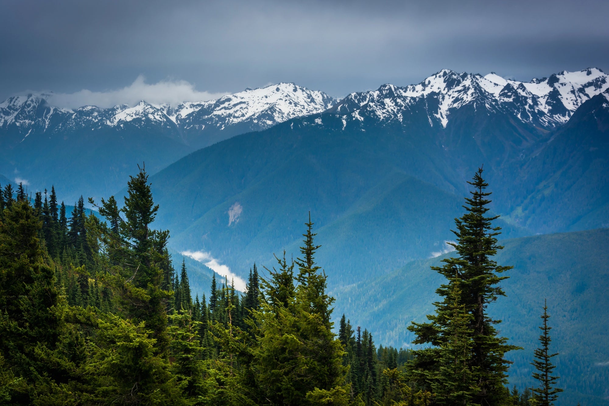 Olympic National Park Posters