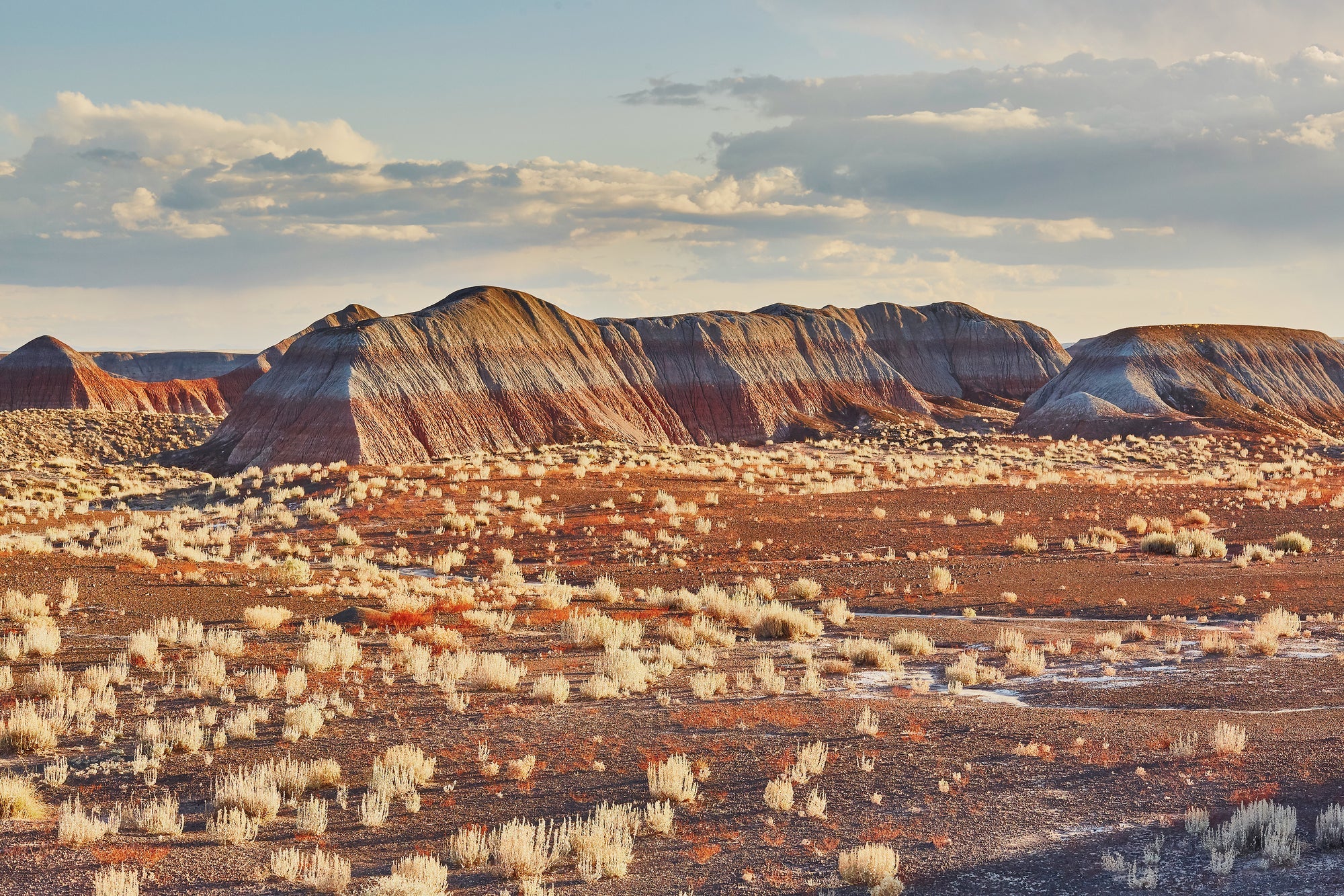 Petrified Forest National Park Posters