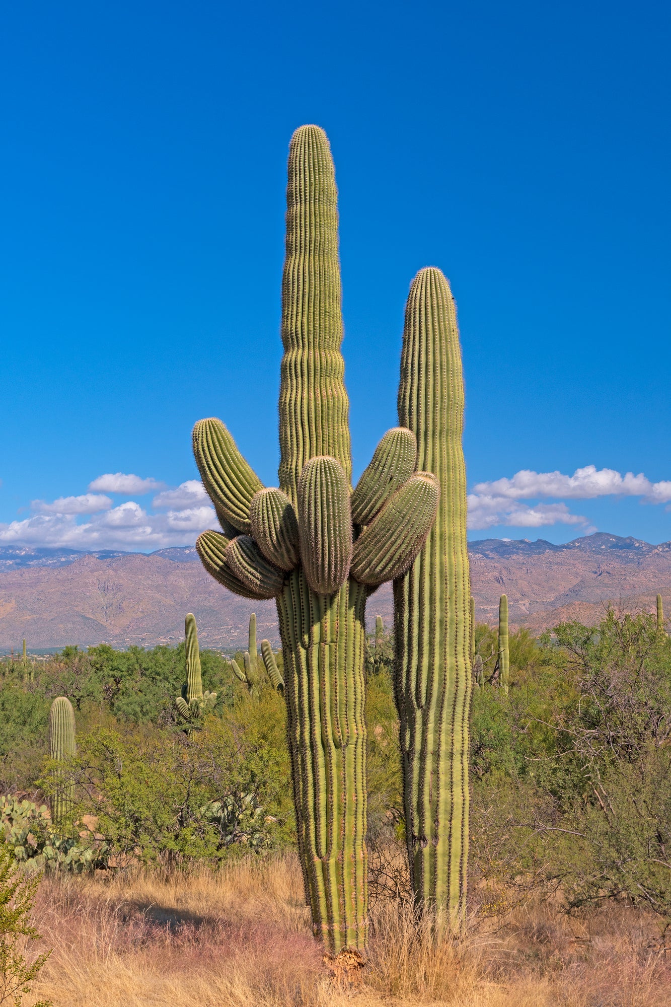 Saguaro National Park Posters