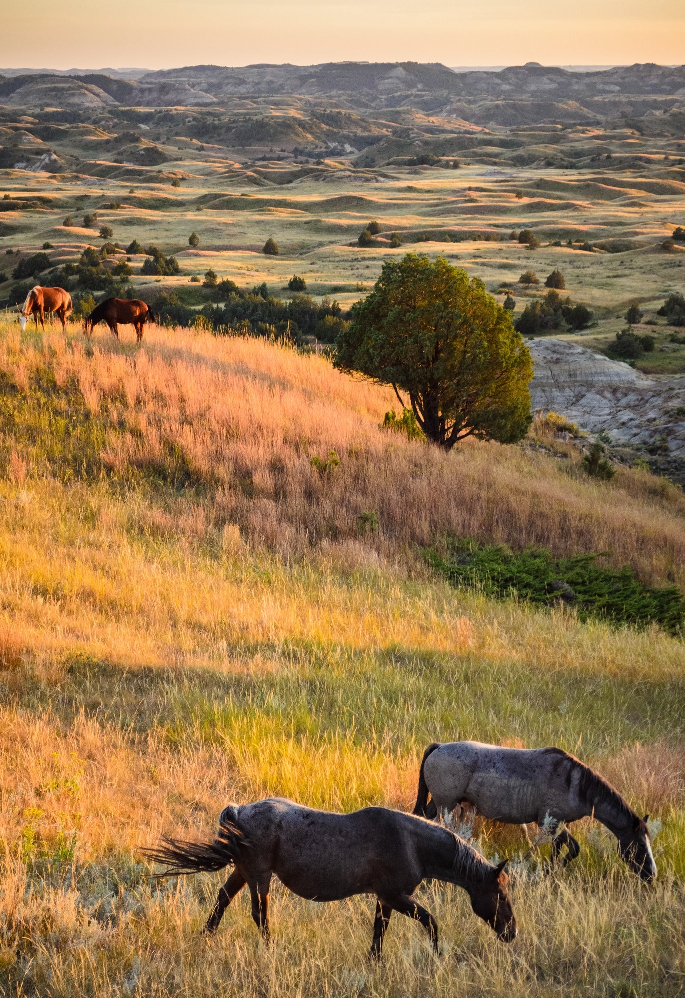 Theodore Roosevelt National Park Posters