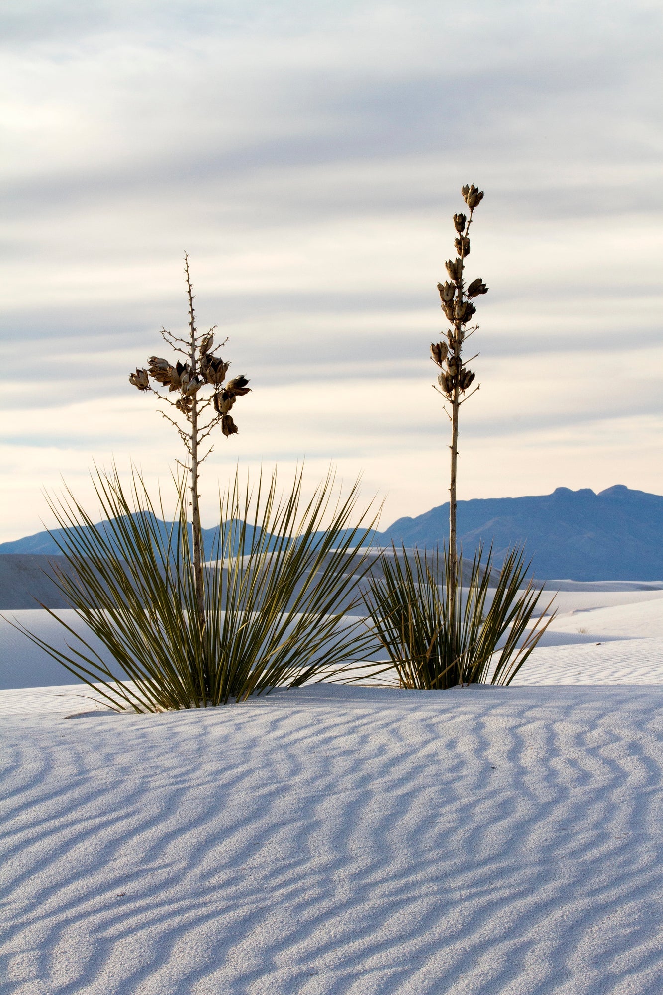 White Sands National Park Posters