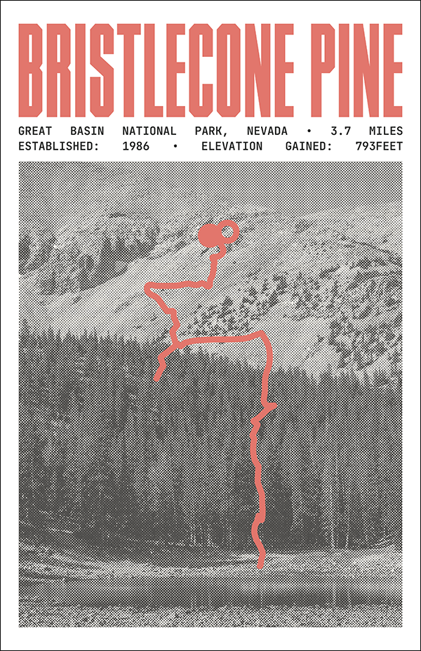 Bristlecone Pine Glacier Trail Poster | Great Basin National Park Prints