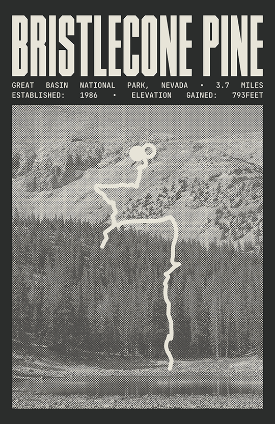 Bristlecone Pine Glacier Trail Poster | Great Basin National Park Prints