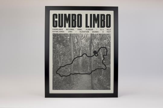 Gumbo Limbo Trail Poster | Everglades National Park Prints