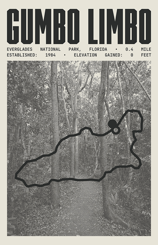 Gumbo Limbo Trail Poster | Everglades National Park Prints