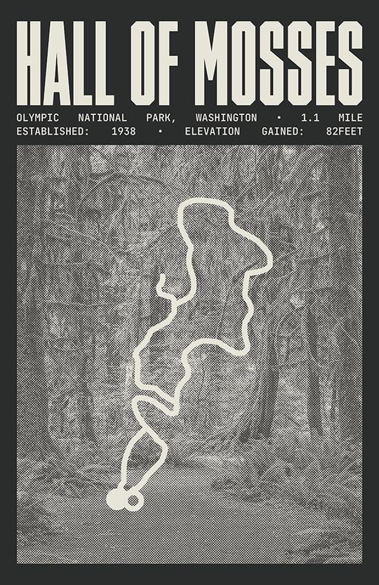 Hall of Mosses Trail Poster | Olympic National Park Prints