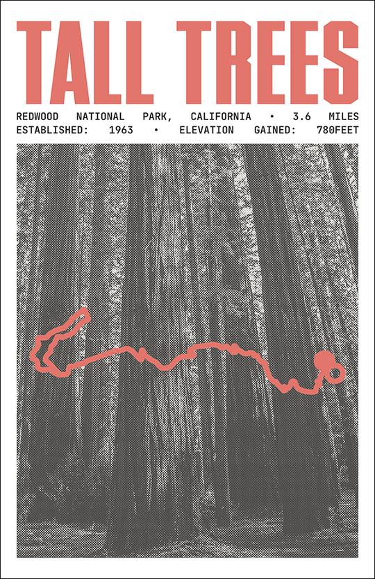 Tall Trees Grove Loop Trail Poster | Redwood National Park Prints