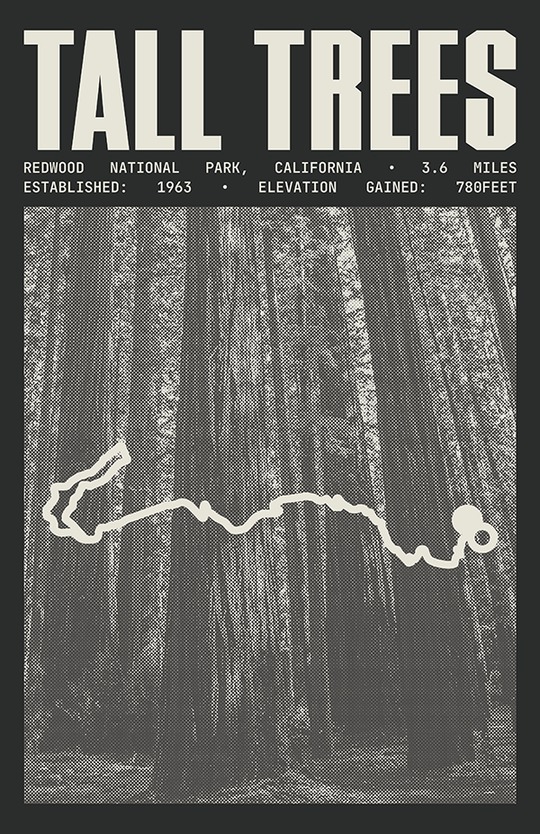 Tall Trees Grove Loop Trail Poster | Redwood National Park Prints