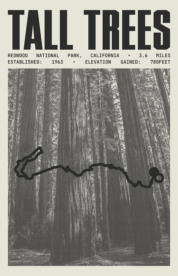 Tall Trees Grove Loop Trail Poster | Redwood National Park Prints