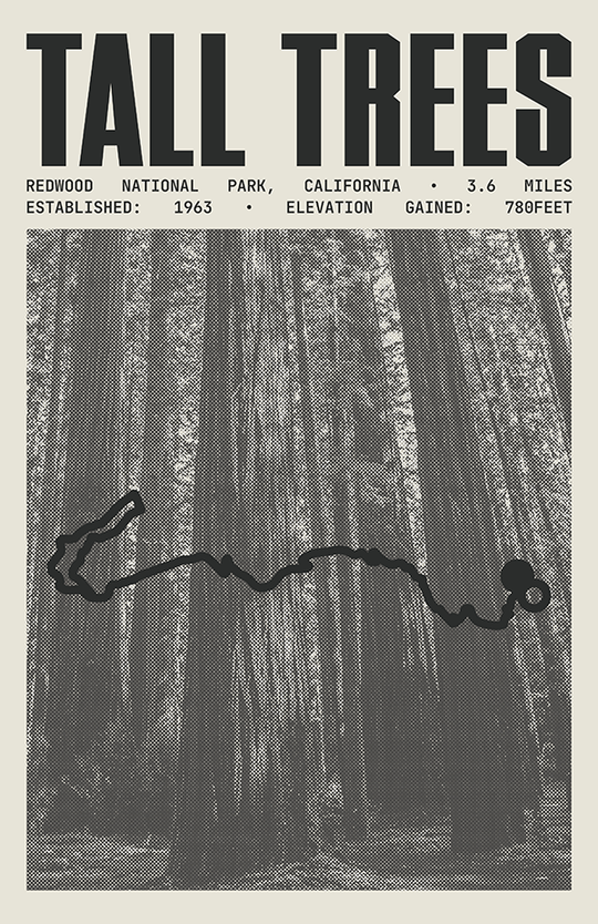 Tall Trees Grove Loop Trail Poster | Redwood National Park Prints